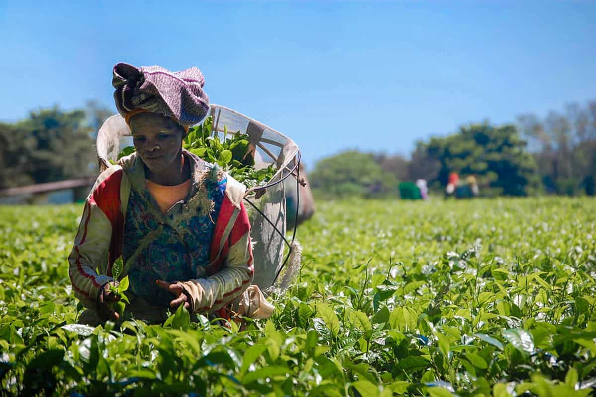 Tea plantation & Wild Tour